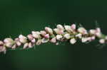 Bristled knotweed